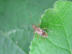 Rhopalus sapporensis