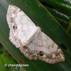 Scopula propinquaria