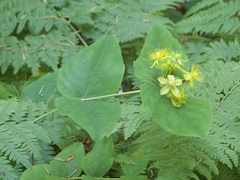 Hypericum androsaemum