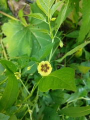 Physalis longifolia subglabrata