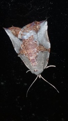 Gonodes