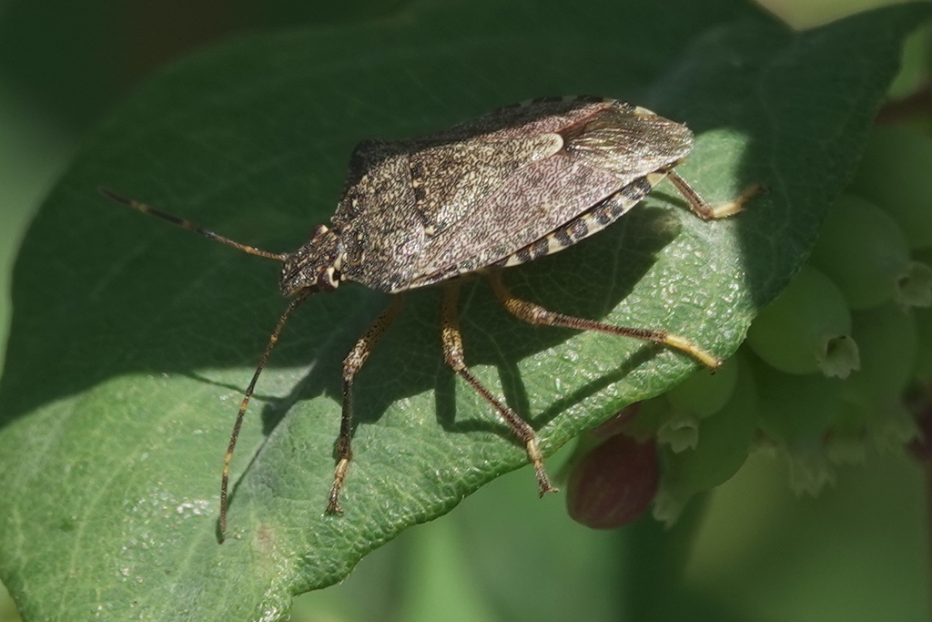 Brown Marmorated Stink Bug from Chandler Park Area, Cougar Mountain ...
