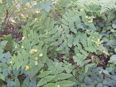 Hypericum androsaemum