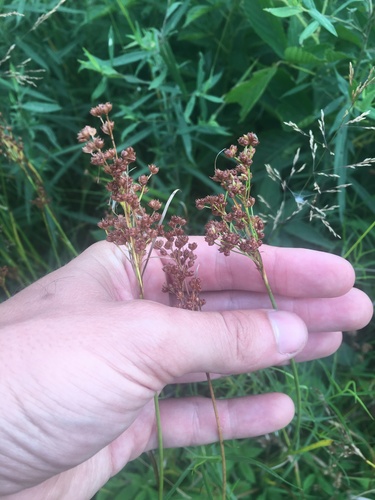 Bog rush (Juncus biflorus)