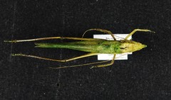 Neoconocephalus nebrascensis