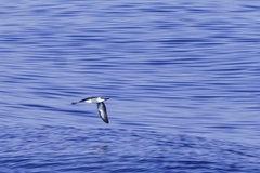 Puffinus lherminieri