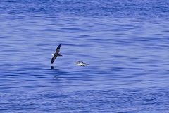 Puffinus lherminieri