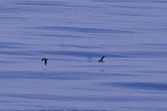 Puffinus lherminieri