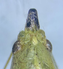 Neoconocephalus nebrascensis