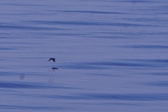 Puffinus lherminieri