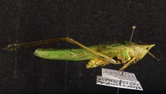Neoconocephalus nebrascensis