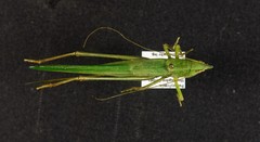 Neoconocephalus nebrascensis