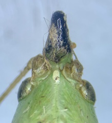Neoconocephalus nebrascensis