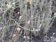 Petrorhagia prolifera