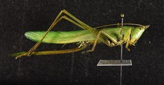 Neoconocephalus nebrascensis