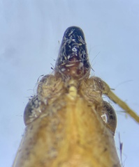 Neoconocephalus nebrascensis