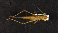 Neoconocephalus nebrascensis