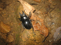 Neolucanus