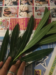Nerium oleander