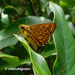 鉤型黃斑弄蝶 - Photo 由 Young Chan 所上傳的 (c) Young Chan，保留部份權利CC BY-NC
