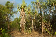 Pandanus spiralis