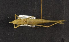 Neoconocephalus exiliscanorus