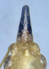 Neoconocephalus exiliscanorus