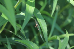Geina periscelidactylus