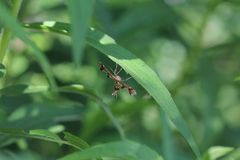 Geina periscelidactylus