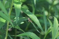 Geina periscelidactylus