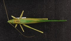 Neoconocephalus robustus