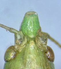 Neoconocephalus robustus
