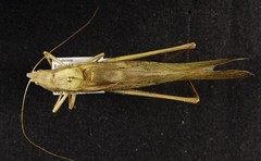 Neoconocephalus robustus