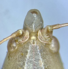 Neoconocephalus robustus