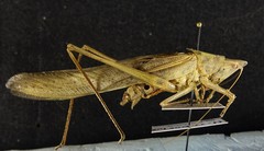 Neoconocephalus robustus