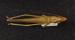 Neoconocephalus velox