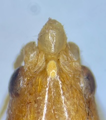 Neoconocephalus velox