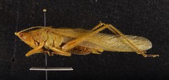 Neoconocephalus velox