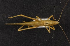 Neoconocephalus velox