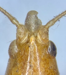 Neoconocephalus velox