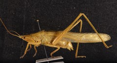 Neoconocephalus velox