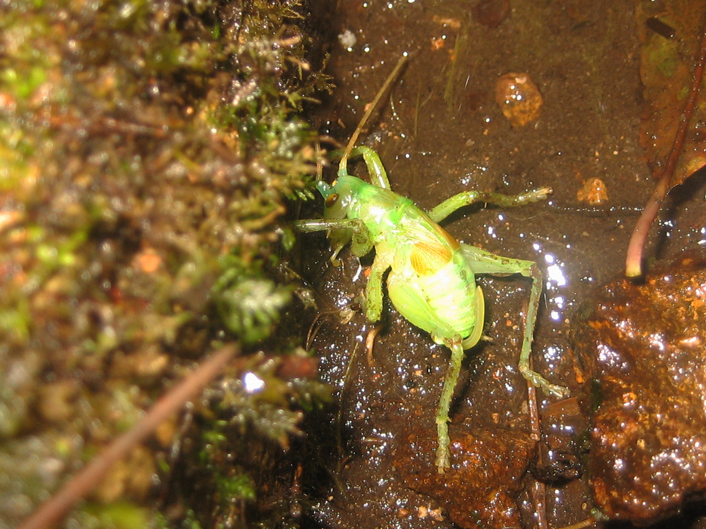 Radigryllacris elongata