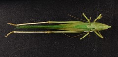 Neoconocephalus bivocatus