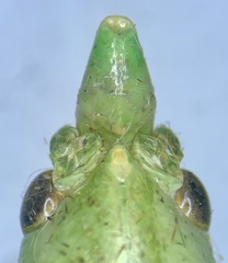 Neoconocephalus bivocatus