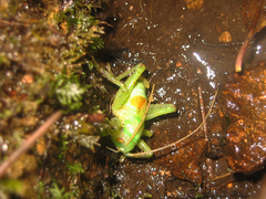 Eugryllacris elongata