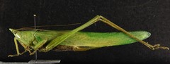 Neoconocephalus bivocatus
