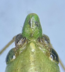 Neoconocephalus robustus