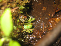 Eugryllacris elongata