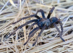 Aphonopelma steindachneri