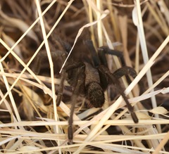 Aphonopelma steindachneri